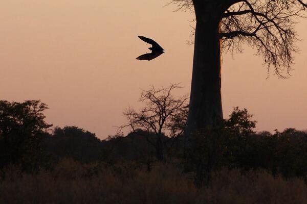 BUSH INFORMATION SYSTEM