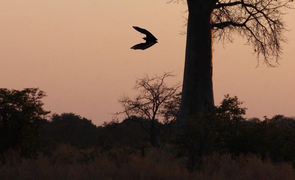 BUSH INFORMATION SYSTEM.