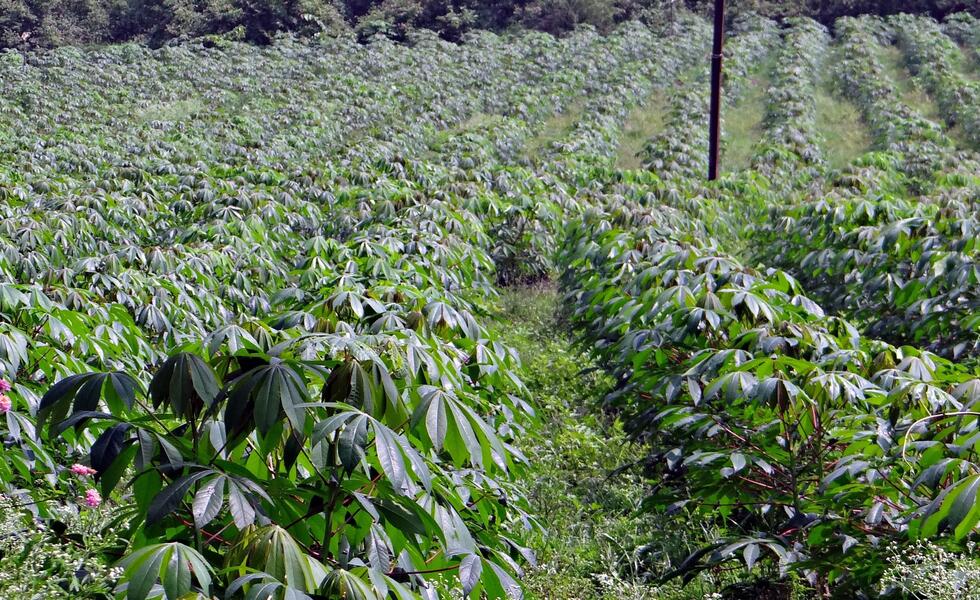 Yield forecast with field survey and remote sensing.